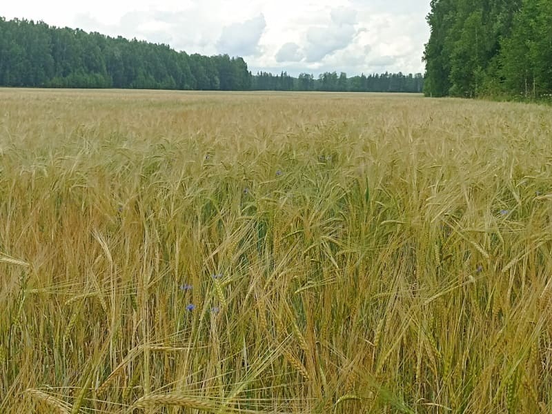 Василий Анохин: в Смоленской области засеяли более 22 тысяч гектаров земель